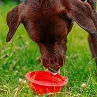 Nobby Voerbak voor honden, opvouwbaar, siliconen, 500 ml, rood - thumbnail