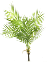 Areca palm green 91cm - thumbnail