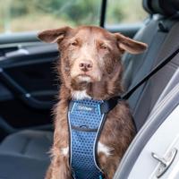 Hondentuigje Company of Animals Carsafe Crash Tested Blauw Voor op reis S - thumbnail