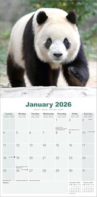 Panda Kalender 2026