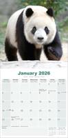 Panda Kalender 2026 - thumbnail