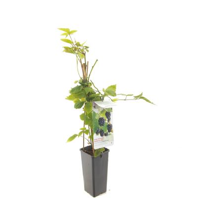 Rubus fruticosus Triple Crown Doornloze braam fruitplant Fruithof - Fruithof