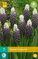 Muscari Grape Ice 7 bollen - thumbnail