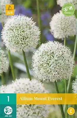 Allium Mount Everest JUB 1 bol - Jub