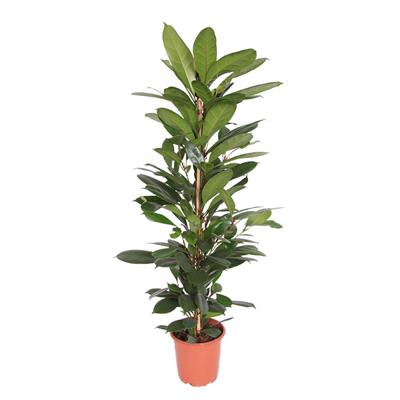 Ficus Cyathistipula - P 21 cm