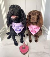 The Barking Bakery yoghurt topped pawty cake roze hart met kaars - thumbnail