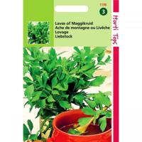 Lavas, Maggiplant - thumbnail