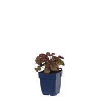 Heuchera Melting Fire vaste plant Griffioen - Griffioen - thumbnail