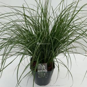 Lampenpoetsersgras (Pennisetum alopecuroides "Hameln") siergras - In 5 liter pot - 1 stuks Lampenpoetsersgras (Pennisetum alopecuroides "Hameln") siergras - In 5 liter pot - 1 stuks