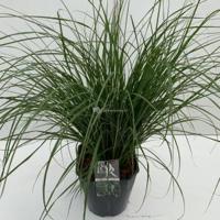 Lampenpoetsersgras (Pennisetum alopecuroides "Hameln") siergras - In 5 liter pot - 1 stuks - thumbnail
