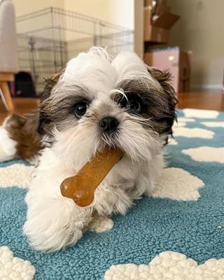Nylabone Puppy Chew bone wolf N215 Nylabone Gebr. de Boon - Gebr de boon - thumbnail
