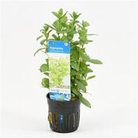 Hygrophila polysperma - 6 stuks - aquarium plant - thumbnail