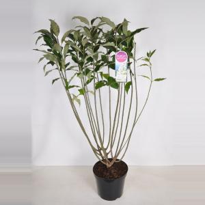 Sering (syringa villosae "Agnes Smith") - 30-50 cm - 1 stuks