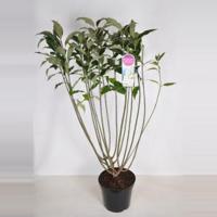 Sering (syringa villosae "Agnes Smith") - 30-50 cm - 1 stuks - thumbnail