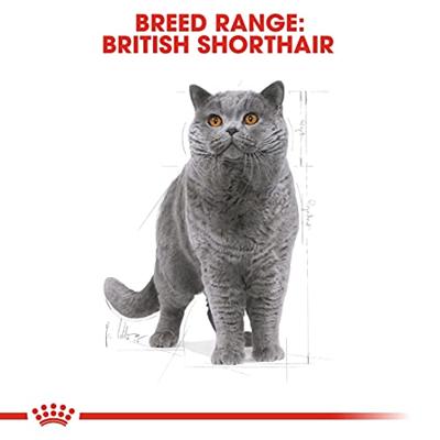 Royal Canin Adult British Shorthair kattenvoer 4 kg - thumbnail