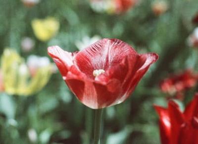 Wolfen Color Classic CN500-24 filmrol, 24 opnames