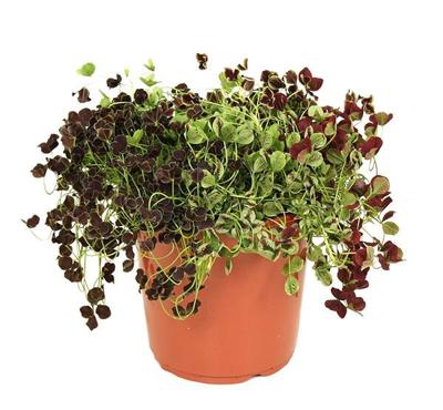 Trifolium klaver mix - P 24 cm