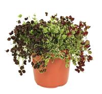 Trifolium klaver mix - P 24 cm - thumbnail