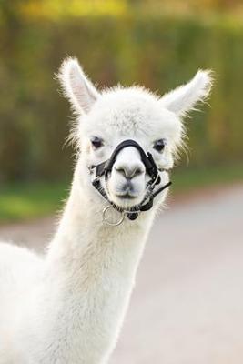 Alpaca halster zwart