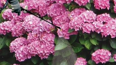 Tuindrukspuit Matabi 12 L