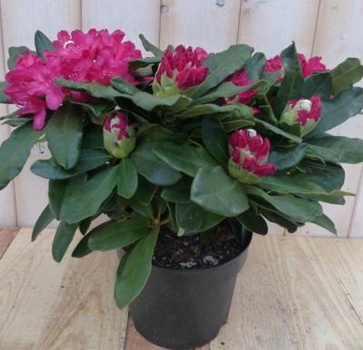 Rododendron 40 cm rood Warentuin Natuurlijk - Warentuin natuurlijk Rododendron 40 cm rood Warentuin Natuurlijk - Warentuin natuurlijk