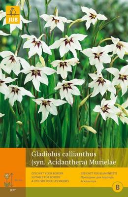 Bloembollen Gladiolus Callianthus Murielae 15st