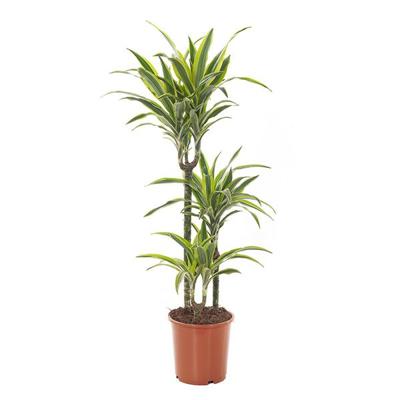 Dracaena 'Lemon Lime' (Drakenbloedboom) - P 21 cm