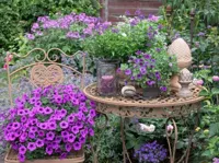 Tuinschilderij Paarse Bloemen 58x78cm - thumbnail