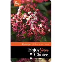 Sneeuwbal (Viburnum tinus “Quimper”) heester - 40-50 cm (C15) - 4 stuks - thumbnail