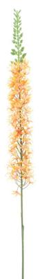 Eremurus spray orange 110cm