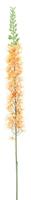 Eremurus spray orange 110cm - thumbnail