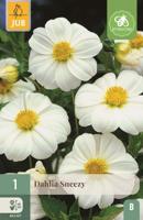 Bloembollen Dahlia Sneezy 1st - thumbnail