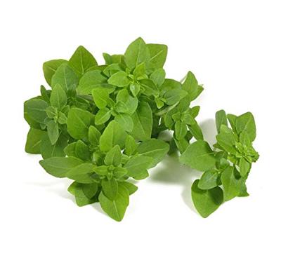 Basilicum zaden grove Ocimum Basilicum Basilicum zaden grove Ocimum Basilicum