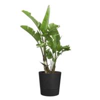 elho plantenbak foss rond d25 h24cm Living black - thumbnail