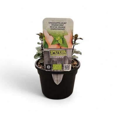 Puur kruiden Mentha pip. Orange - sinaasappelmunt Puur kruiden Mentha pip. Orange - sinaasappelmunt