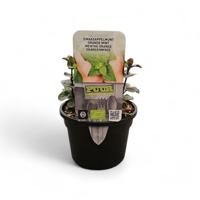 Puur kruiden Mentha pip. Orange - sinaasappelmunt - thumbnail