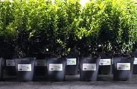 Etiket Avery L4775-20 210x297mm polyester wit 20 etiketten - thumbnail