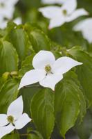 Japanse Kornoelje - thumbnail