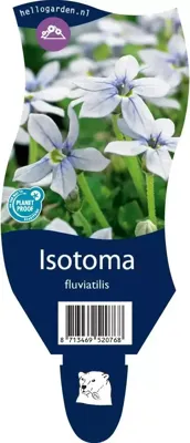 Isotoma fluviatilis vaste plant Griffioen - Griffioen