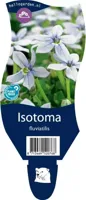 Isotoma fluviatilis vaste plant Griffioen - Griffioen - thumbnail