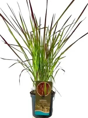 Imperata cylindrica 'Red Baron' (Japans bloedgras) 40cm