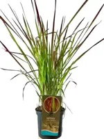 Imperata cylindrica 'Red Baron' (Japans bloedgras) 40cm - thumbnail