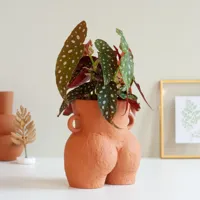 Begonia Maculata - Stippenplant - P12 - thumbnail