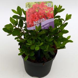 Rododendron (Rhododendron Japonica "Arabesk") heester - 30-35 cm - 1 stuks