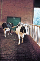 Veeborstel compleet - thumbnail