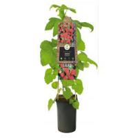 Frambraam Loganbes Rubus Loganberry 75 cm klimplant - thumbnail