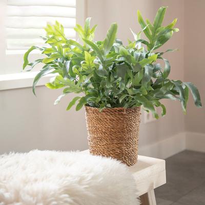 Dekbed Discounter Blauwvaren 'Phlebodium Aureum' Accessoire : Siermand , Plantenvoeding : Met plantenvoeding