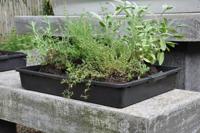 3 stuks! Container 15 L - Royal well - thumbnail