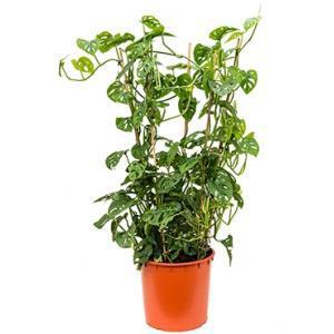 Monstera obliqua L gatenplant kamerplant