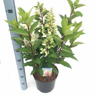 Hydrangea Paniculata "Pinky Winky"® pluimhortensia - 50-60 cm - 1 stuks Hydrangea Paniculata "Pinky Winky"® pluimhortensia - 50-60 cm - 1 stuks